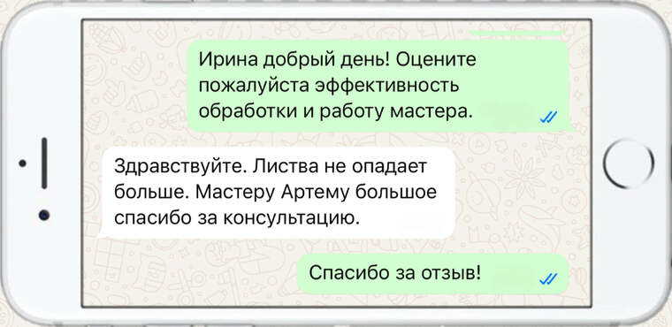 омолаживающая, формирующая и санитарная обрезка деревьев - фото №22